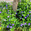 4 Live Vinca Minor Plants Live in 4 Inc Pot, Live Ground Cover Plants for Garden Growing