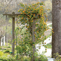 Yellow White Honeysuckle Bush Climbing, Honeysuckle Plant Live Vine, Fragrant Lonicera Perennial Bushes Shrubs Potted