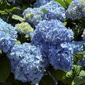 Blue or Pink Flower Hydrangea Live Plant 4" Pot, Hydrangea Shrub Flower Plants for Outdoor or Indoor Planting, Change Color Perennial Plant