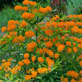 Set 3 Milkweed Plants Live, Orange Milkweed Flower Live Plant for Outdoor Indoor Gardening, Well Rooted, 4''