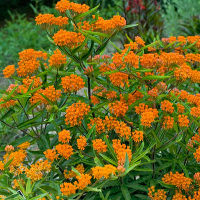 Set 3 Milkweed Plants Live, Orange Milkweed Flower Live Plant for Outdoor Indoor Gardening, Well Rooted, 4''