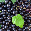 Black Currant Live Plant, 4-7 Inch Tal Potted Berry Plant - Edible Fruit Shrub for Garden, Patio, and Container Growing