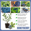 2 Live Haskap Honeyberry Plant 4–8" Tall, Hardy Blue Honeyberry Plant, Edible Berry Shrub for Garden and Landscape, No Pot