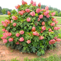 Rare Pink to Red Oakleaf Hydrangea Bush Plant Tree Live Shrub in Pot, Starter Plant 4 to 9 Inches, Hydrangea Tree, Dormant, Change Color Blooms