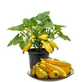 2 Zucchini Plants Live, Yellow Squash Zucchini in 4 Inches Pot, 4-6 Inches Tall, Summer Squash Plant for Planting Outdoor