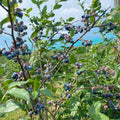 Northern Highbush Blueberry Live Plant, 4 Inches Pot, Sweet Blueberry Fruit Bush Live Plant for Planting in Garden, Spring Plant