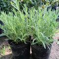 2 French Lavender Plants Live Outdoor Indoor, in 4" Pots, Cold Hardy Fragrant Perennial Herb for Garden and Landscape, 4-8 Inch Tall
