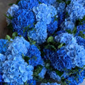Blue Hydrangea Bush Plant Hydrangea Plant, 6 to 8 Inches Long, Live Hydrangea Shrub Plant in 2.5 Inc Pot