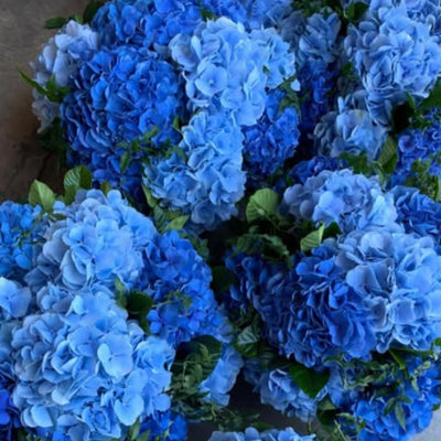 Blue Hydrangea Bush Plant Hydrangea Plant, 6 to 8 Inches Long, Live Hydrangea Shrub Plant in 2.5 Inc Pot