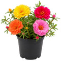 2 Random Moss Rose Plant Live in 4 Inch Pot, Portulaca Flower Plant for Garden Beds, Patio Containers and Outdoor Growing, 4-7 Inches