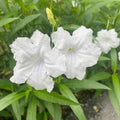 4 Mexican Petunia Live Plants 4–7 Inches Tall, Mexican Petunia Flowering Plants for Borders, Beds or Landscape (White)