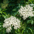 Elderberry Plant in Quart Pot, 6 to 10" Tall Elderberry Plants, Perennial Fruit Bushes Plant for Outdoor Garden, Dormant in Winter