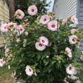 Luna Pink Swirl Hibiscus Plants Live 5-9" in Tall, Hardy Hibiscus Tree Live Plant Year-Round Blooming, No Pot, Outdoor Perennial Planting