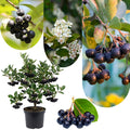 Black Aronia Chokeberry Live Plant, Cold Hardy Aronia Bush, 1-2 Ft Tall