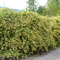 Fragrant Yellow White Climbing Honeysuckle Plant Live Vine, Lonicera Perennial Honeysuckle Plants Bushes Shrubs, 5-10 Inc Tall