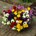 Mix Pansy Plants Live 4 Inch Pot, Colorful Blooms for Garden Beds, Containers, and Borders, Pansies Flowers in Pot 3-5 Inches Tall
