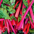 Large Rhubarb Roots, Red Rhubarb Crowns for Planting, Fast Growing Annual