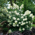 Hydrangea Bush Plant, Lime Hydrangea Tree Live Plant, Hydrangea Live Plant, 6 to 9 Inches Long, Live Hydrangea Plant