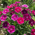 Dianthus Plant Live, Dianthus Live Plant in Pot, 4-8 Inc Tall, Vibrant Blooms, Fragrant Hardy Perennial Flowers for Indoor Outdoor Growing (Pink Purple)