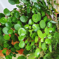 2 Money Plants Live, 5 to 6 Inc Long, Pilea Peperomioides Plant Live for Garden, Money Live Plants