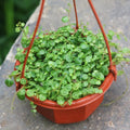 String of Turtles Live Plant, Live String of Turtles Plant, Succulents Plant Live String of Turtles, Live Plant Indoor String of Turtles, Vine Plant for Houseplant (4 Inch Potted)