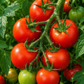 2PPP Large Fruit Tomato Plants Live, Garden Vegetable Plant, 5-8'' Tall