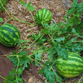 2 Watermelon Plants Live, Sweet Fruit Plant, 4 to 6 Inc Tall, Live Watermelon Plant Pot