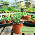 Dianthus Plant Live, Dianthus Live Plant in Pot, 4-8 Inc Tall, Vibrant Blooms, Fragrant Hardy Perennial Flowers for Indoor Outdoor Growing (Pink Purple)