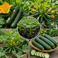 2PPP Green Zucchini Live Plants, 4-6" Tall in 4" Pot, Vegetable Plant