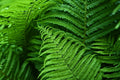 Combo 10 Roots of Cinnamon Fern, Fern Plants Live Outdoors Ready to Plant, 3 to 5 Inc Tall