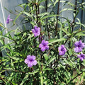 Mexican Petunias Live Plants, Purple Mexican Petunia Plant Live in 4" Pot, Starter Plant from 3 to 5 Inches Height, Vibrant Shrub for Outdoor Garden