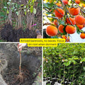 Set of 2 Persimmon Trees Bare Root, 1-2 Feet Tall Hardy Fruit Tree Seedlings for Outdoor Planting, Dormant Live Persimmon Bareroots