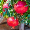 4 Sweet Pomegranate Trees Live Plants, Zones 7-10 Growing, Well-Rooted, 5-9 Inches Tall, Large Sweet Fruit for Your Garden