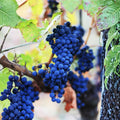 Grape Plant Live Potted, Fruit Vine Starter Plant 5-8 Inches, Hardy Climbing Seedless Grape Vine for Backyard Garden or Trellis (Purple Blue)