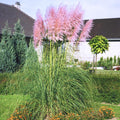 Pink Pampas Grass Plants, Pink Pampas Grass Plants Live 4 Inches No Pot for Growing
