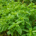 4 Live Basil Plants Sweet Basil Plants Live from 4 to 6 Inc Tall, Basil Plant Live Pot