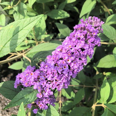 Butterfly Bush Plant, Fragrant Buddleia Shub, Spring-Flowering Butterfly Bush 5-8 Inches (Light Purple)