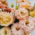 Live Pink Yellow Eustoma Lisianthus Plants, Flowers Seedlings, 3-5 Inches Heights, Well-Rooted Plug, Rose Plant for Garden