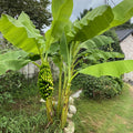 Sets 2 Banana Trees Live Plants in 2.5" Pot, Winter Hardy, Fruit Banana Plants Live for Planting, Dwarf Cavendish Variety