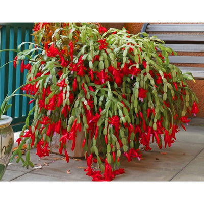 1 Thanksgiving Christmas Cactus Plants Live in 4" Pot, Houseplant Holiday Cactus, Vibrant Single Color Blooms Indoor Outdoor, Zygocactus Like, Winter Hardy (Red)