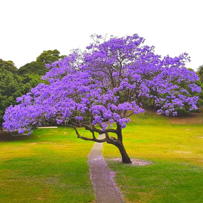 8-10" Blue Jacaranda Tree Live Plant Seedling Well Rooted in Pot, Jacaranda Mimosifolia Plants for Outdoor Planting, 8 to 10 Inc Tall from Bottom Pot