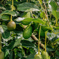 Dwarf Avocado Tree Plant Live, Cold Hardy Avocado Tree, 6-12 Inch Tall