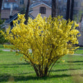 2 Lynwood Gold Forsythia Plants Live Bareroots, 12-18 Inch Tall, Golden Bells Yellow Forsythia Shrub to Grow
