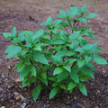 15 Green Basil Plants Live, Basil Live Plants for Indoors, 4 to 8'' Tall, Perennial Herb Garden Outdoor