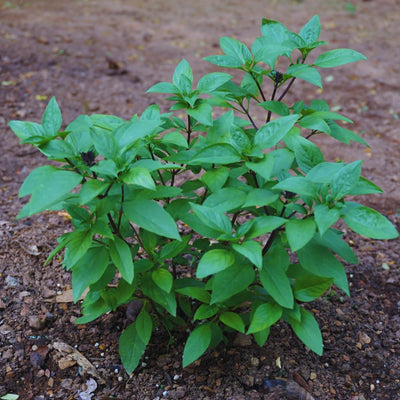 15 Green Basil Plants Live, Basil Live Plants for Indoors, 4 to 8'' Tall, Perennial Herb Garden Outdoor