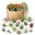 Set 15 Mixed Air Plants Live, Tillandsia Assortment for Indoor Display, Terrarium Kits, Office and Home Decor, 2-3 Inches