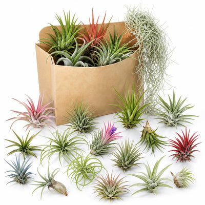 Set 15 Mixed Air Plants Live, Tillandsia Assortment for Indoor Display, Terrarium Kits, Office and Home Decor, 2-3 Inches