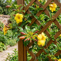 Set 2 Brown Bud Allamanda Plants Live, 4-6 Inc Tall, Tropical Flowering Shrub, Yellow Blooms, Allamanda Plant for Patio, Trellis or Outdoor Garden