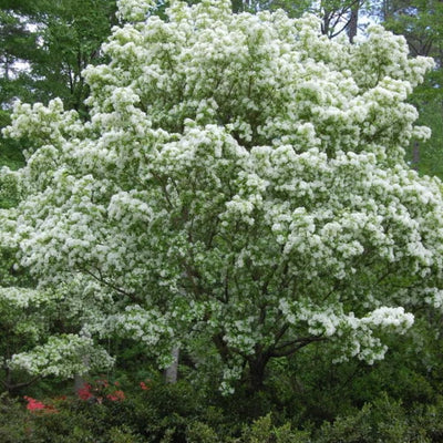 White Fringe Tree Plant in Quart Pot, 6 to 12 Inch Tall Fringe Plant for Garden, Fringe Tree Plants Live, Fringetree Starter Plant, White Flower Fringe Tree Plants