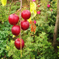 Cherry Plum Live Plant, 2-3 Ft Tall